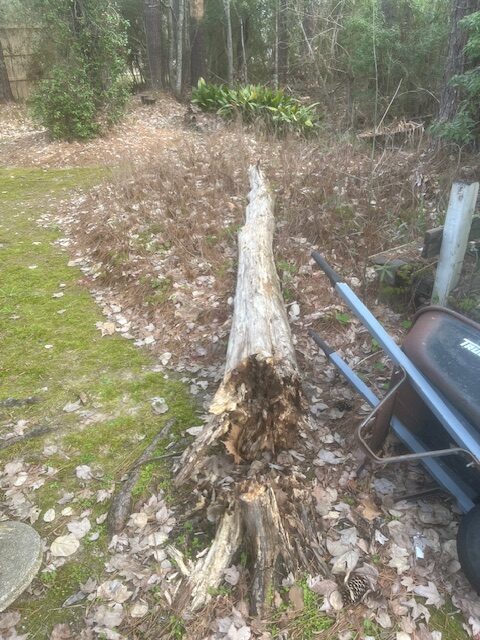Tree debris removal Lafayette, la