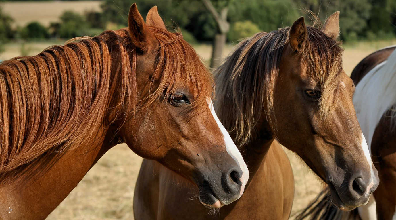 Equestrian Burials in Lafayette
